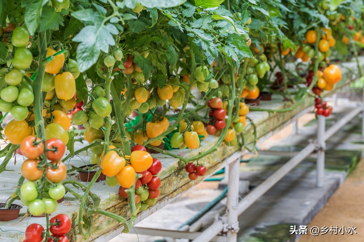 老农教你在家自制磷酸二氢钾溶液，种啥菜都用得上，效果真的好