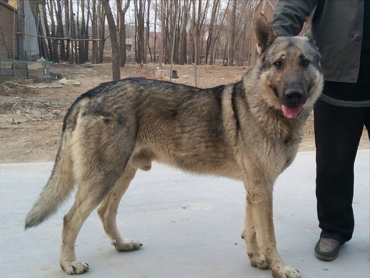 上狗区域禁养犬名单,哪些狗不在禁养犬名单