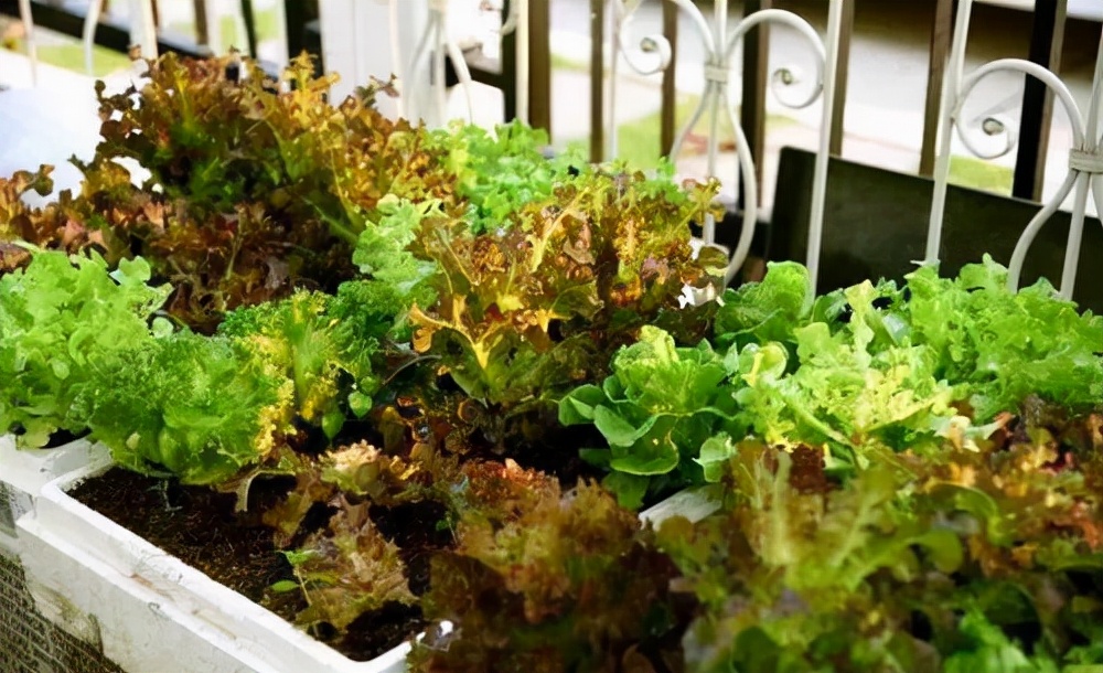 阳台种菜可以多茬采收,在阳台种菜最快采收的五种蔬菜