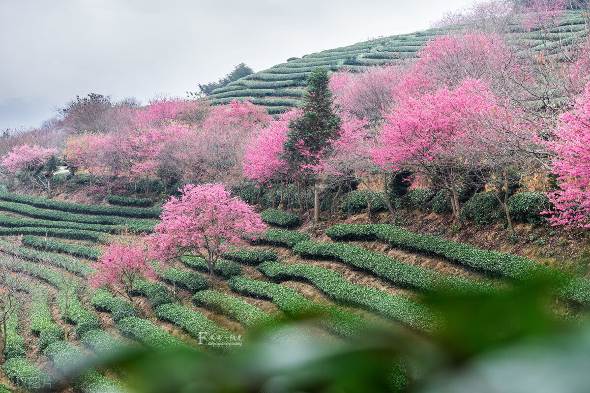 福建浪漫樱花打卡地,福建赏樱花的地方
