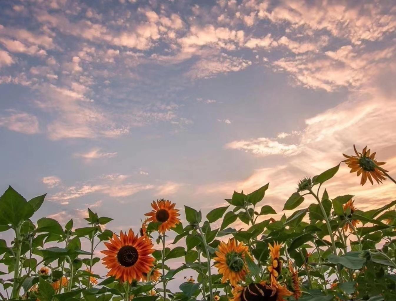 腺肌症的内容,腺肌症你知道是什么吗