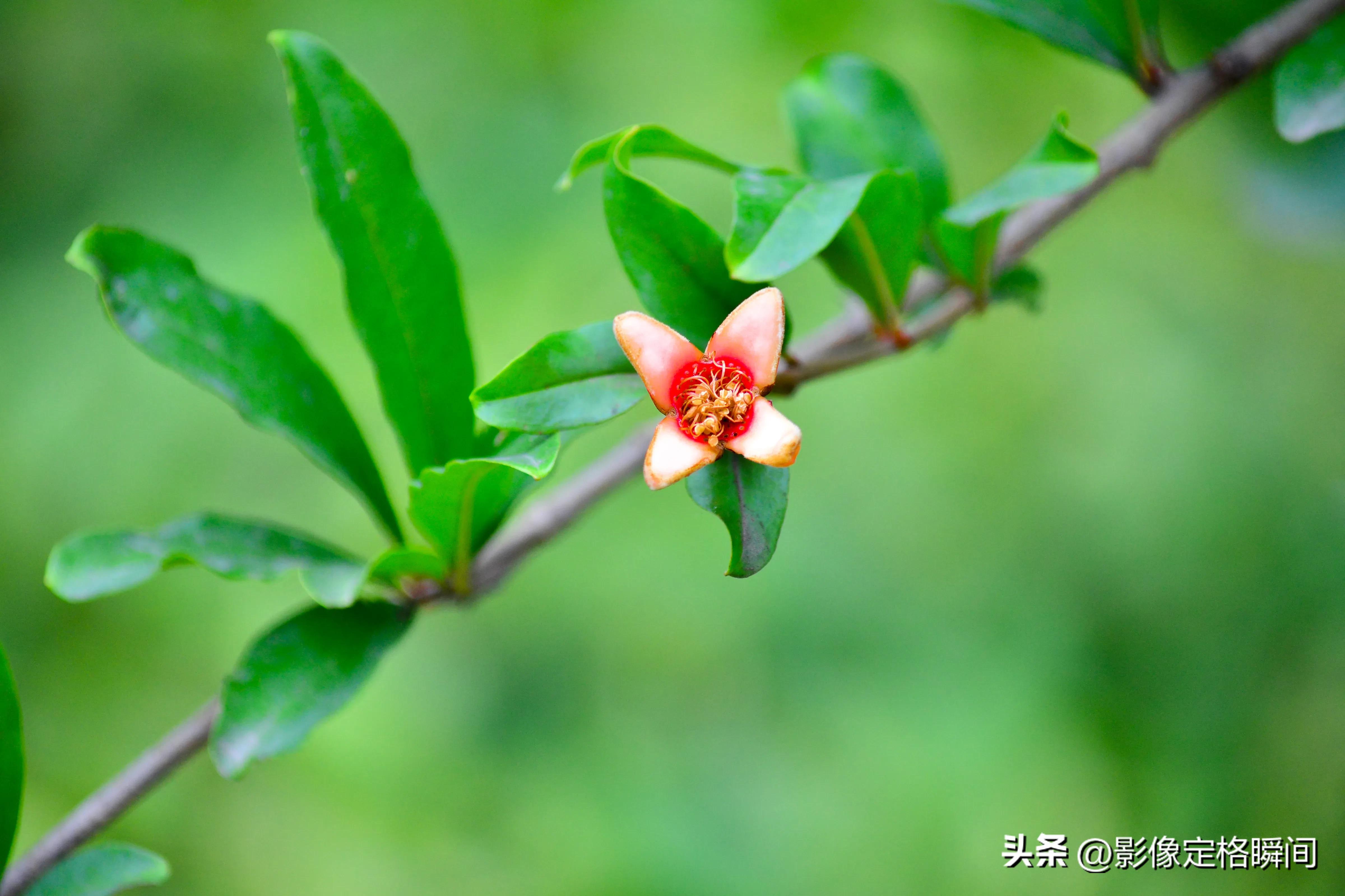 夏日花朵摄影笔记之石榴花—对美好生活的向往