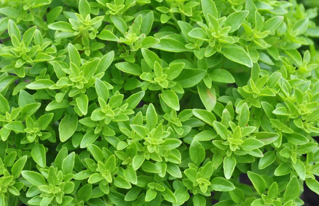 甜罗勒和荆芥 (甜罗勒与九层塔荆芥)