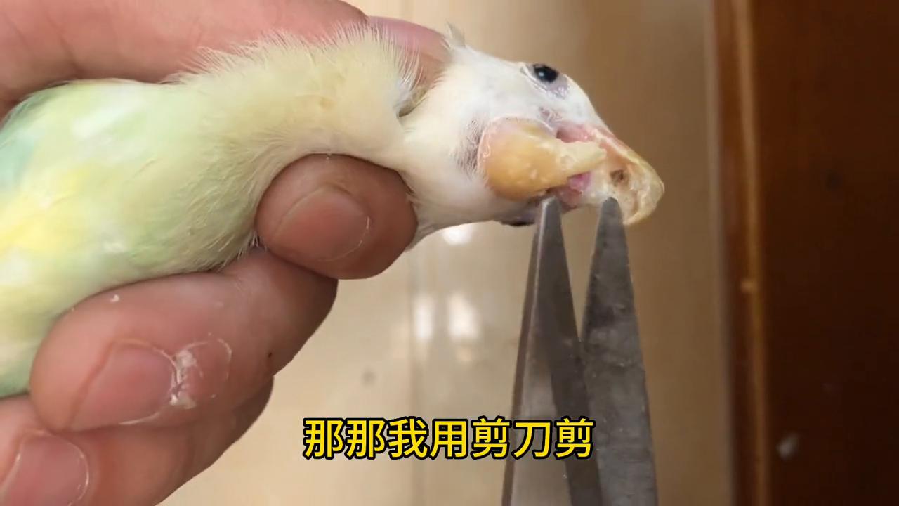 如何了解牡丹鹦鹉行为,牡丹鹦鹉嘴巴太长了该怎么治疗