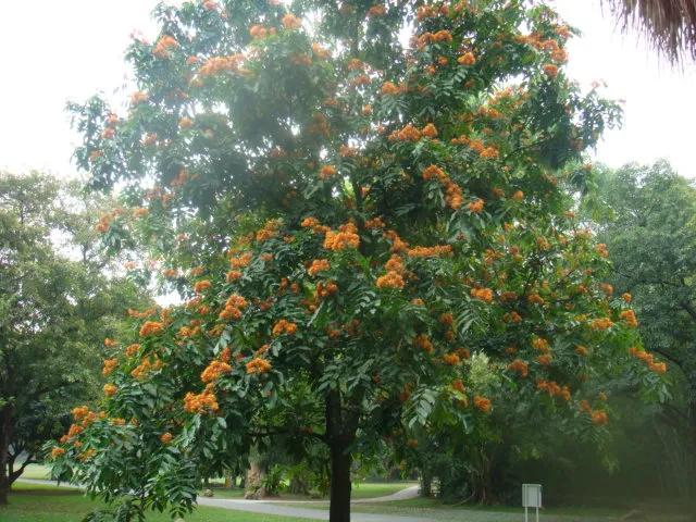 佛教四大圣树介绍,佛教“四圣树”之一