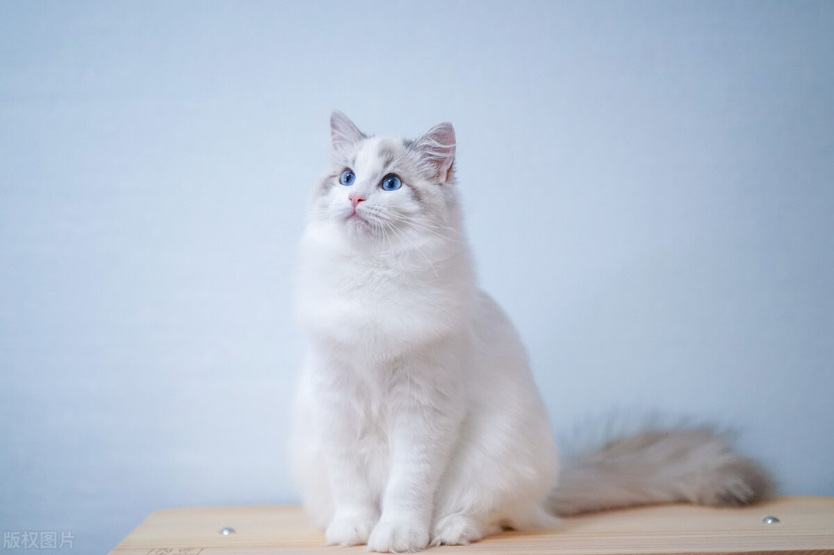 宠物猫养什么品种好,宠物猫什么品种好养又便宜