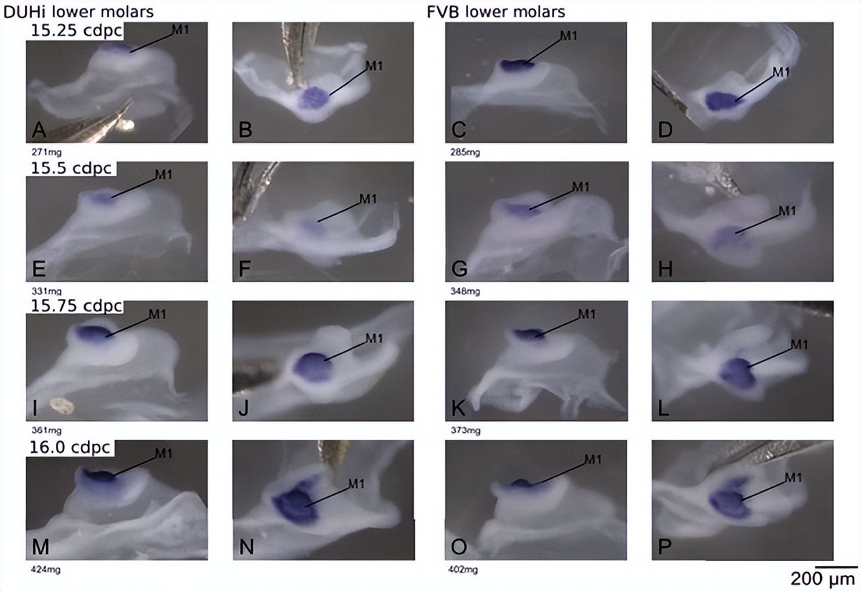 基于小鼠磨牙进化演变，研究其发育变异性通道的进化过程