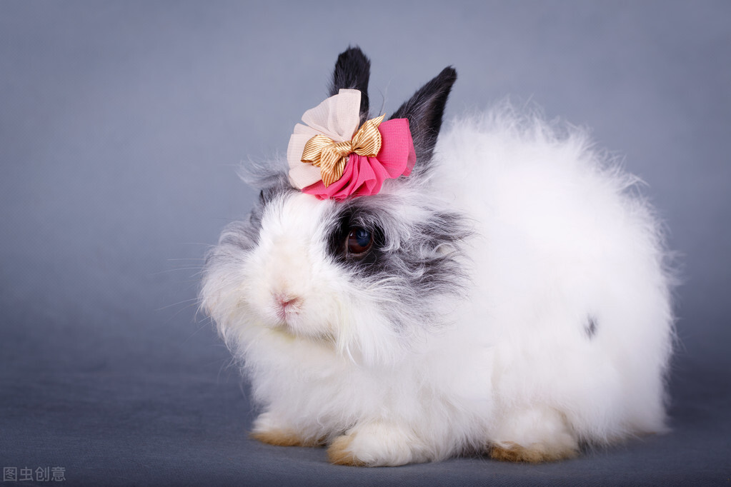 小兔子的眼睛有一个好像睁不开,小兔子眼睛睁不开是怎么回事