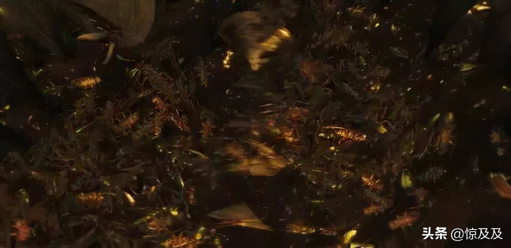 为什么人类不吃虫子,人类饿死概率