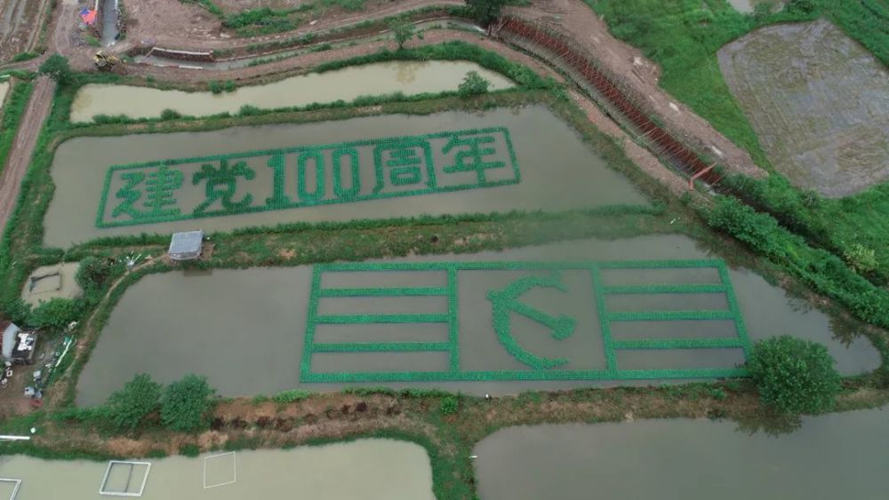 种稻养鱼高产技术,水上种稻水下能养鱼吗