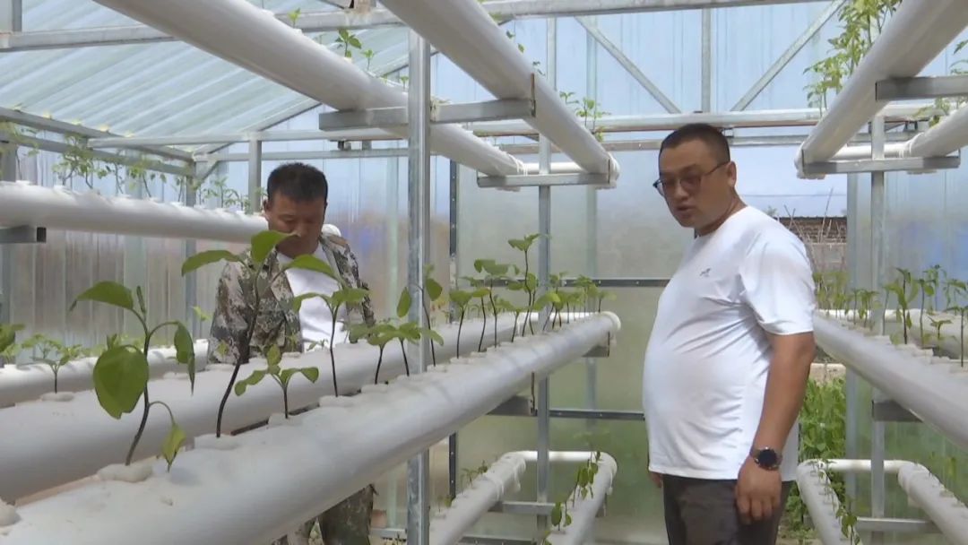 八十七团七连：“无土栽培”日光温室推动庭院经济提质增效