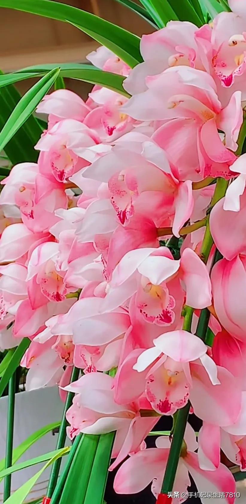 蕙兰花图片欣赏,叶子宽的黄花大蕙兰图片