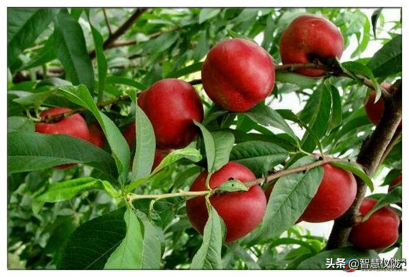 甜度高口感好的桃子,桃子熟了又脆又甜口感特别好