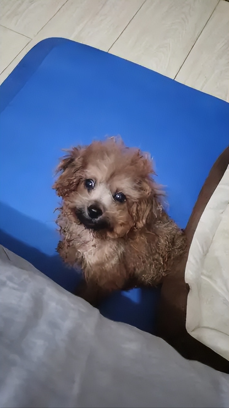 泰迪不听话怎么养,泰迪的十大不养的原因