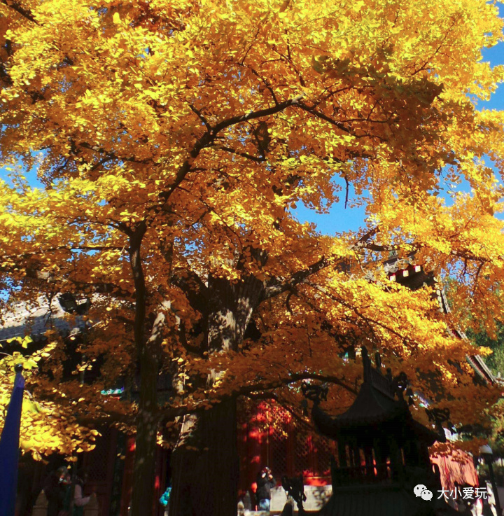 银杏最美的地方,金秋十月最美的银杏