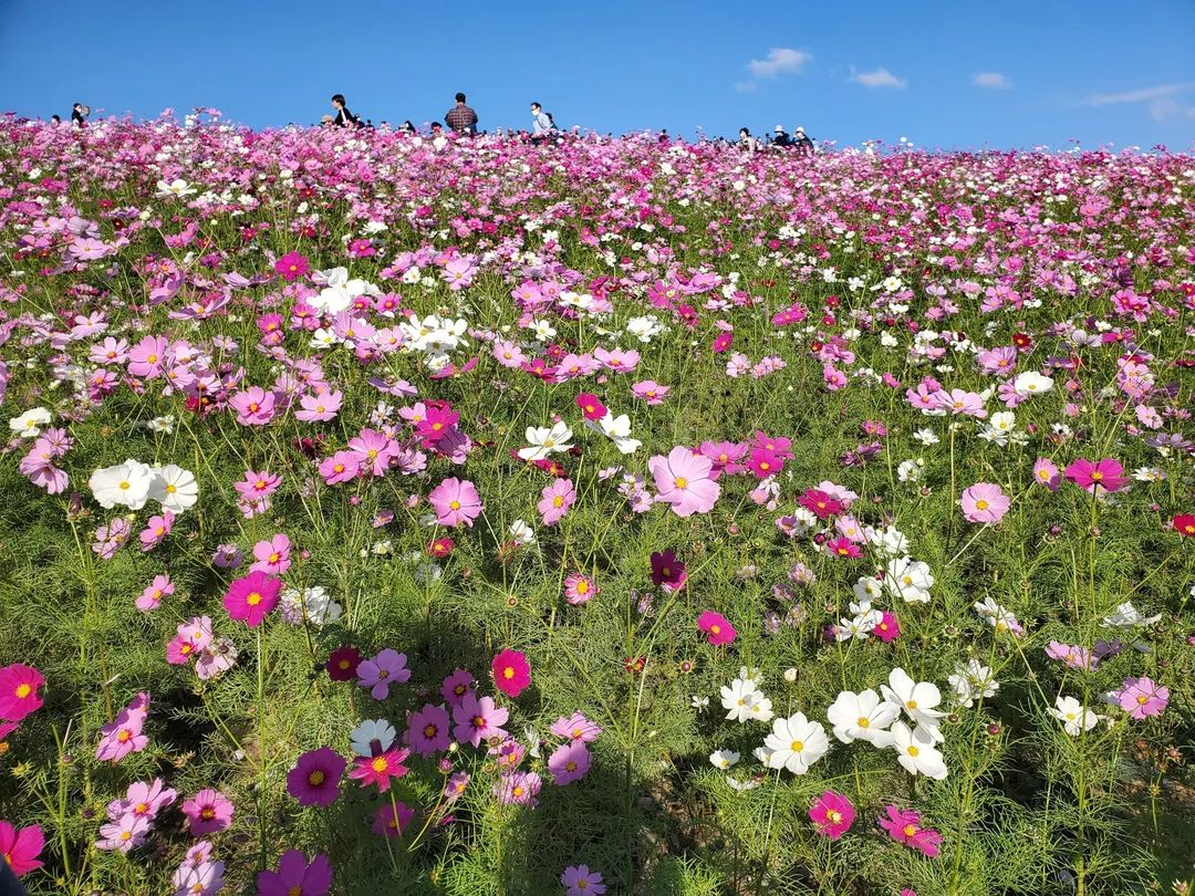 从北到南看日本｜第八期：茨城县深藏多个宝藏拍照打卡点