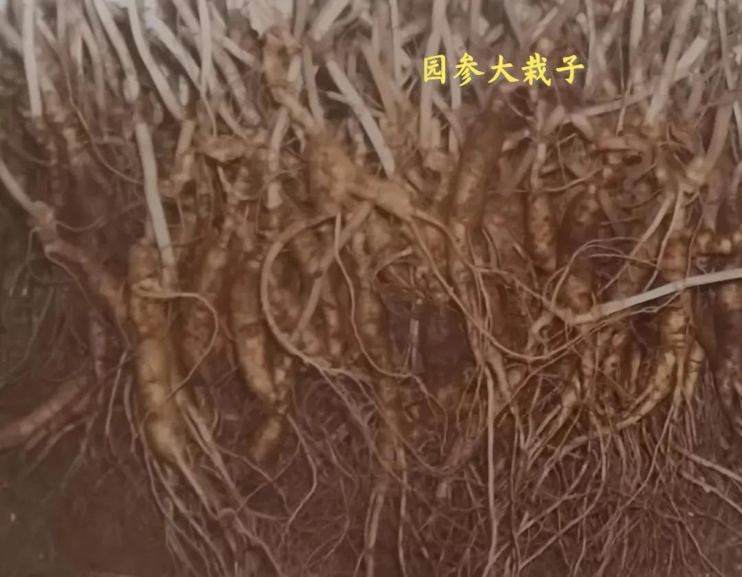 林下参觅货是什么意思,林下参的籽货与蜜货的怎么辨别