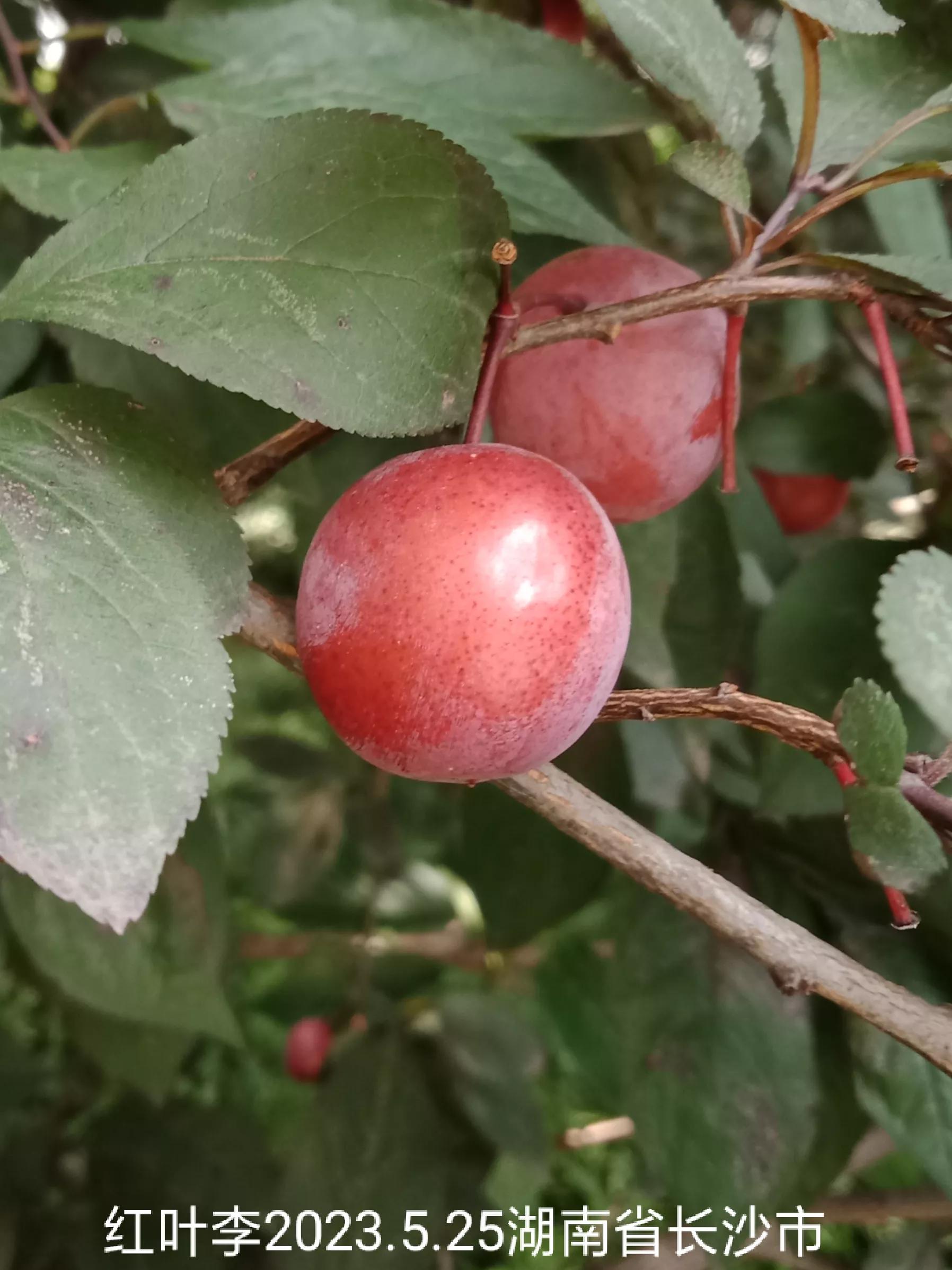 微信群忘保存找不到怎么办,怎么保存微信群里面的人