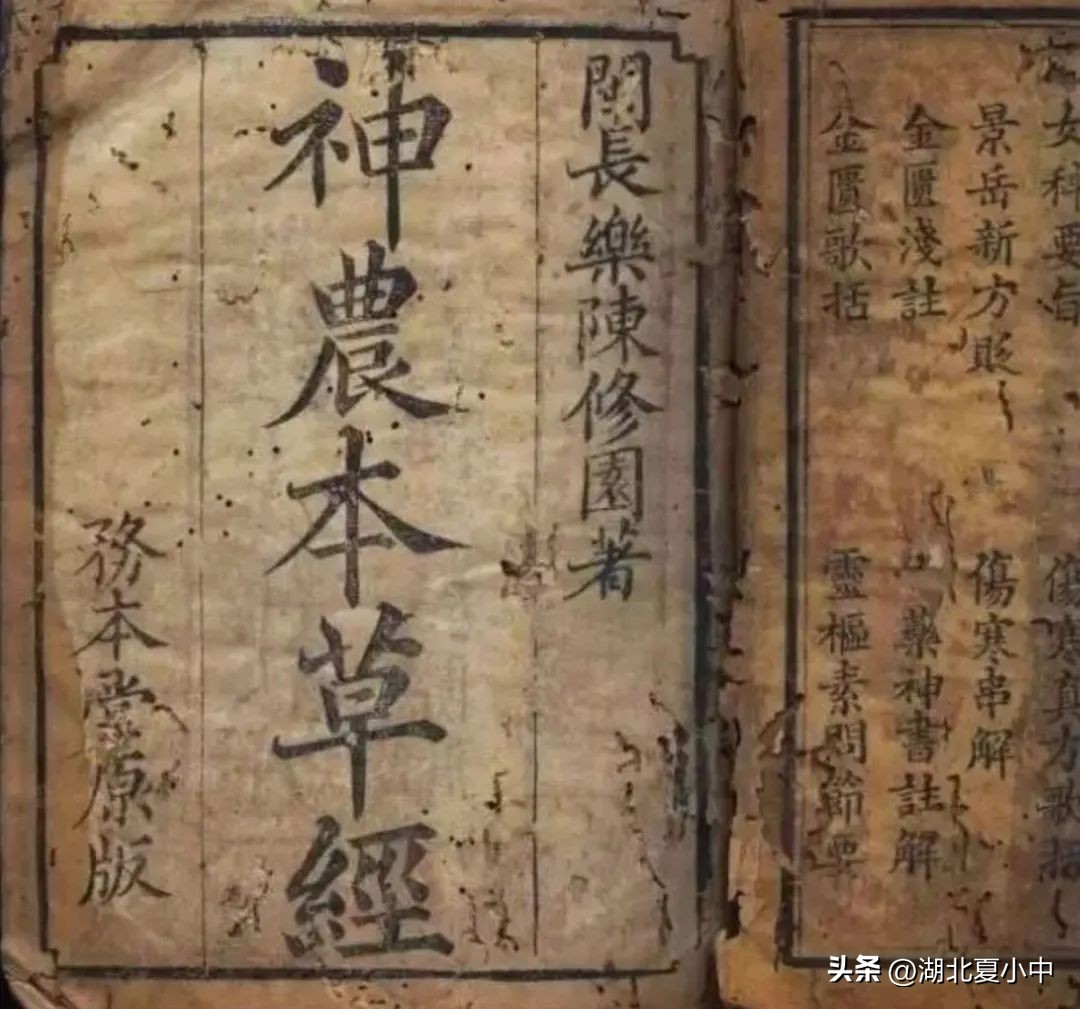 夏天清热解毒、疏风散热必备——金银花