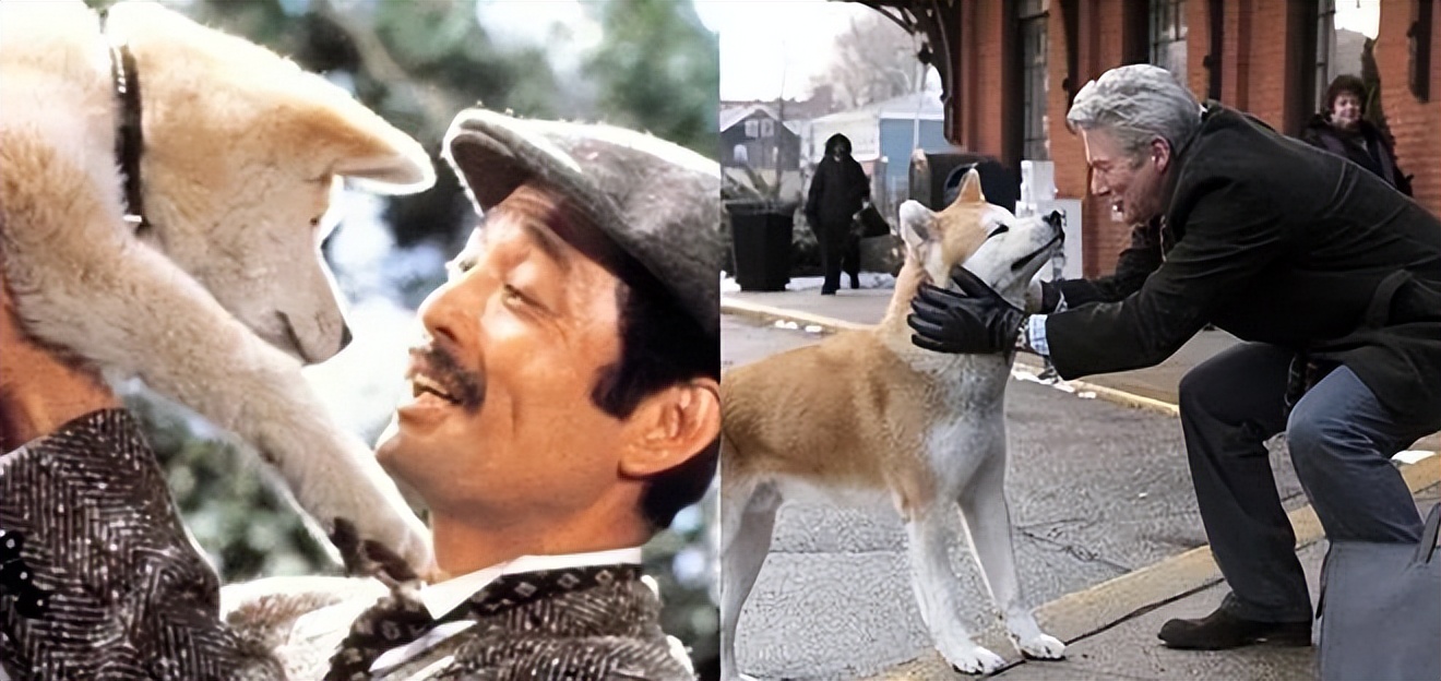 泪目瞬间的感人电影忠犬八公解说,忠犬八公看哭了