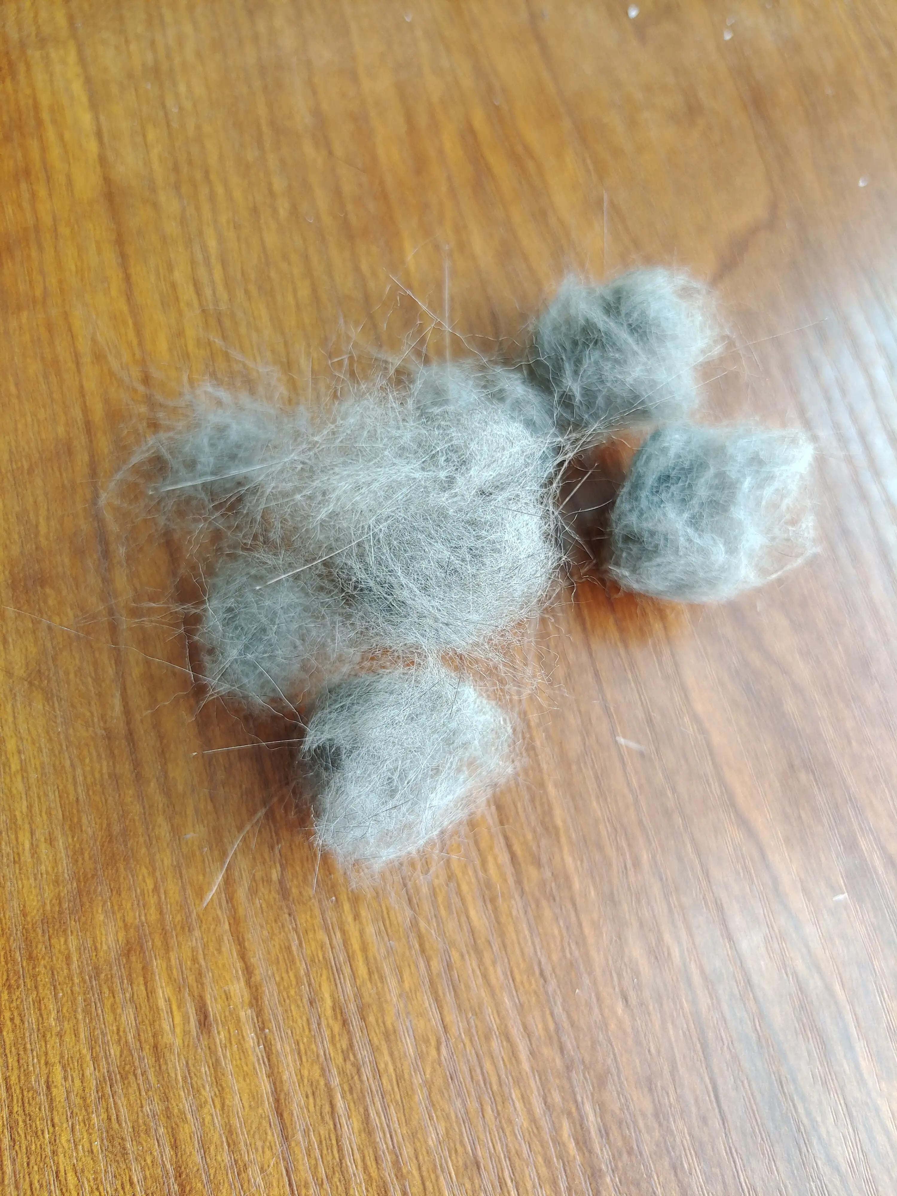 猫咪不吃猫草怎么办,猫咪不吃猫粮怎么办