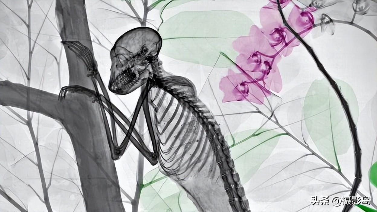 x射线数字成像检测专家,x射线专家