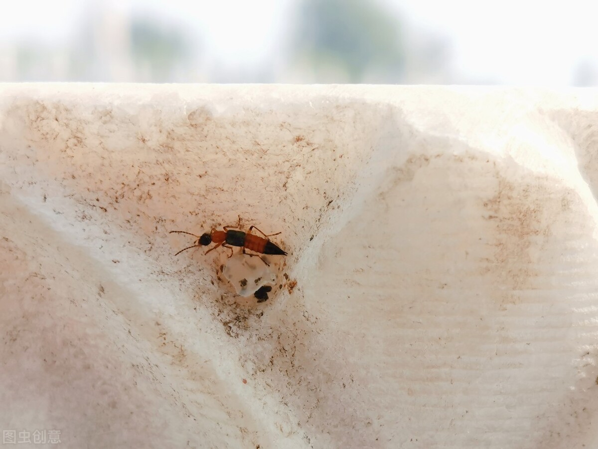 隐翅虫导致皮肤腐烂,隐翅虫腐烂在皮肤上怎么办