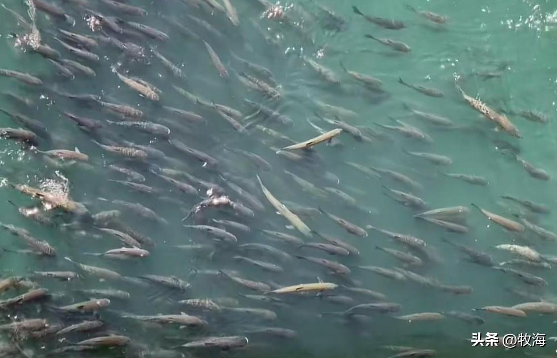 一半喜一半忧,一半喜一半忧粤语