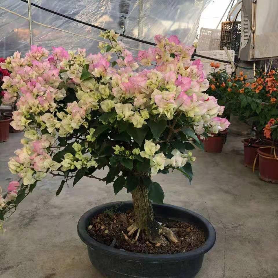 10种公认最好养的花三角梅,十种勤花三角梅