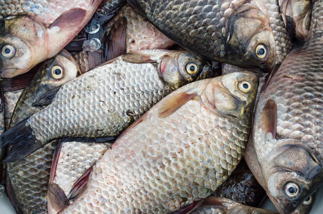 鱼怎样做才更香更美味,知道了一些事