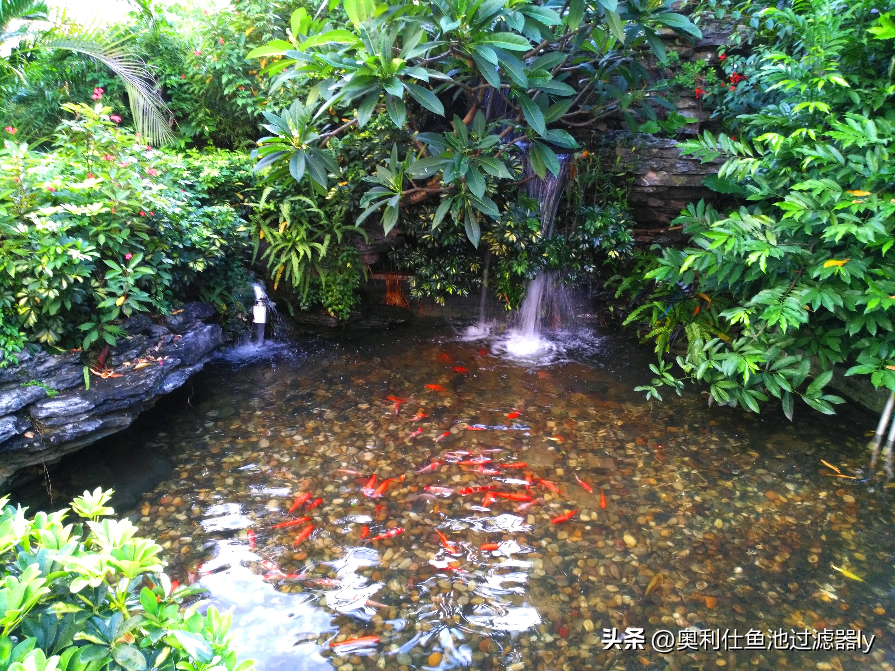 锦鲤鱼缸不喂食可以多久不换水,锦鲤入池三天喂食换水正常吗