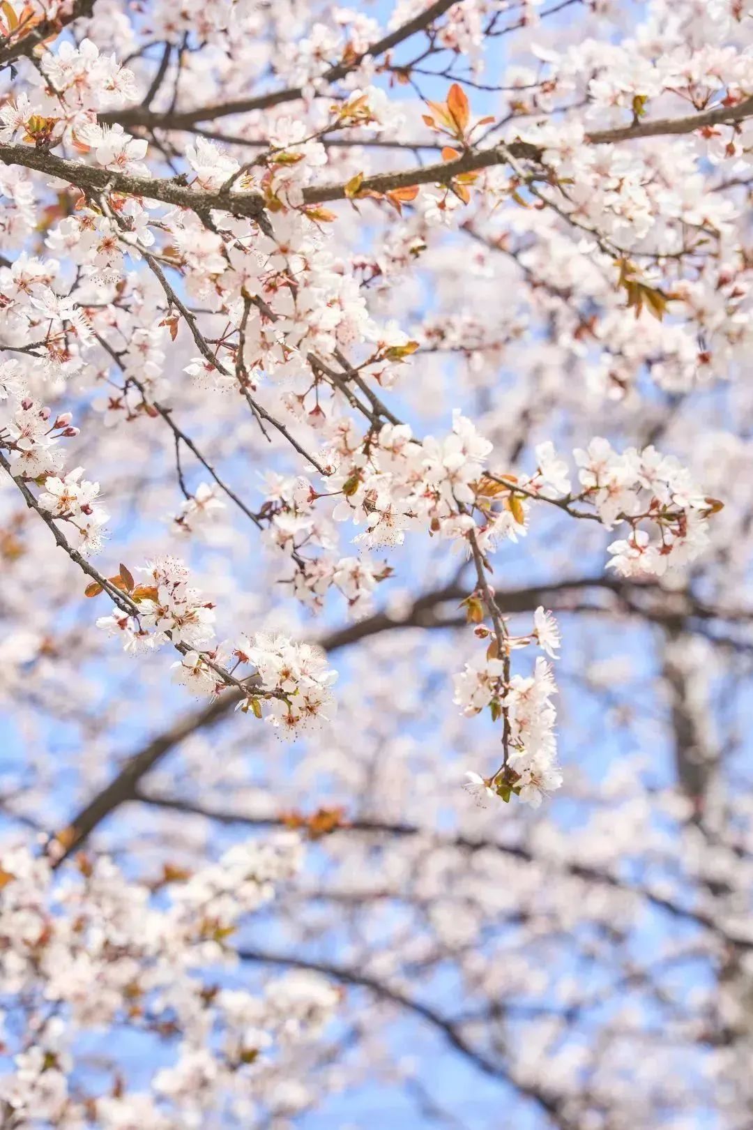 雨樱也浪漫！浙工大美美美！