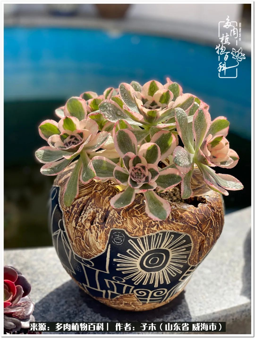 法师多肉成长史,法师多肉新手教程