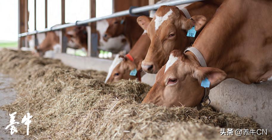 外购牛如何防应激,新牛应激调理