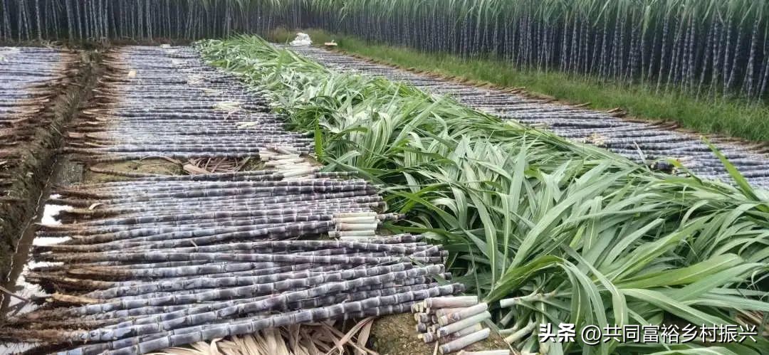 世界十大最顶尖的农产品强国,世界十大新型农业产品