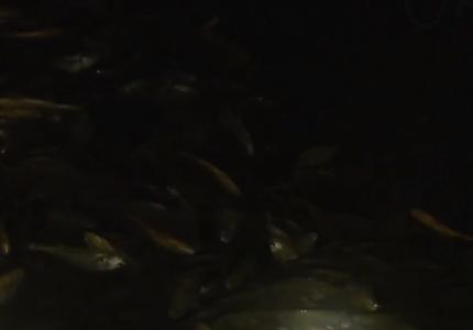 浙江人养南美对虾赚钱,浙江男人养甲鱼