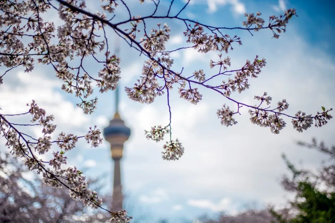 春游踏青唯美诗句,让人惊艳的春游诗句