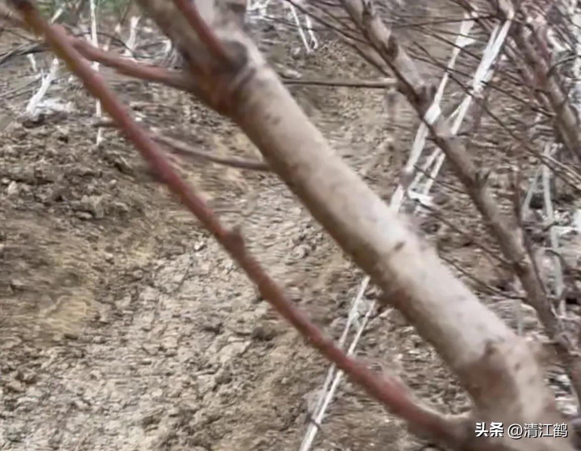 果树清园是先杀虫还是杀菌,果树清园管理方法