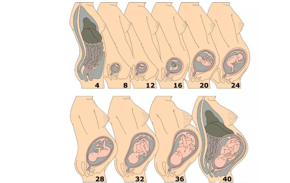 子宫里掉出小肉球,子宫内壁有肉突出来