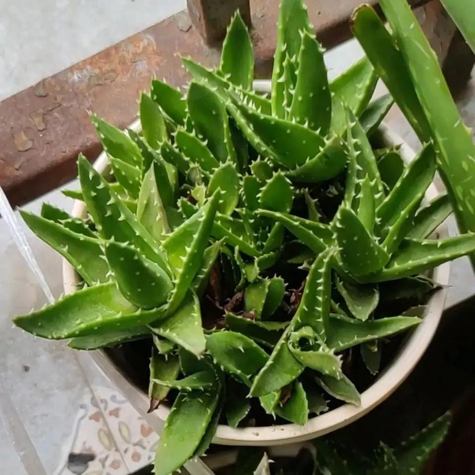 什么花净化空气除甲醛最好,什么花除甲醛效果最好最好养