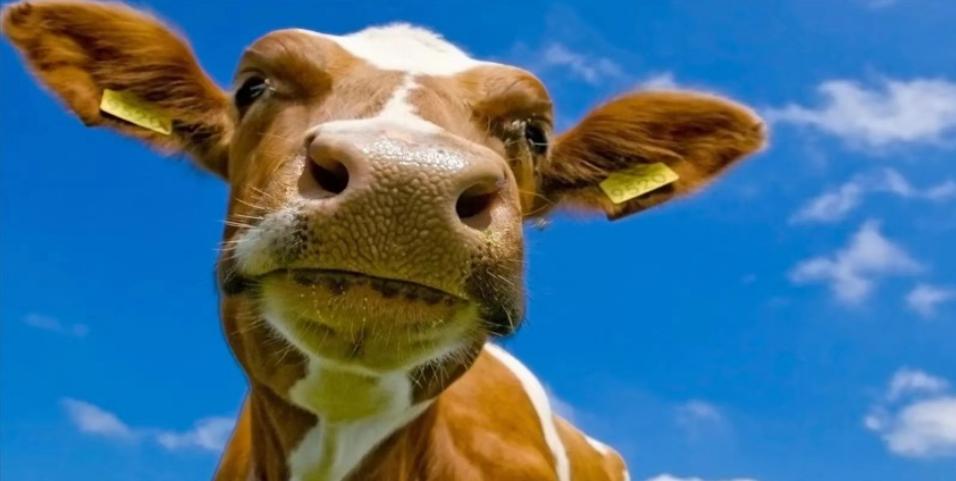 深圳办理牛肉进口报关注意问题,深圳办理牛肉进口报关手续及费用