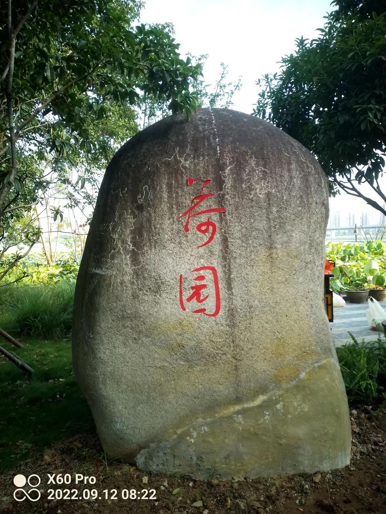 漫步沙湖，秋夜赏景文/郑汉兵