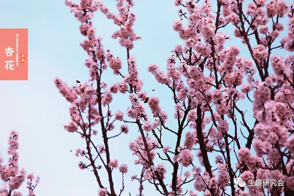 九种春花辨别,常见春花极简识别法