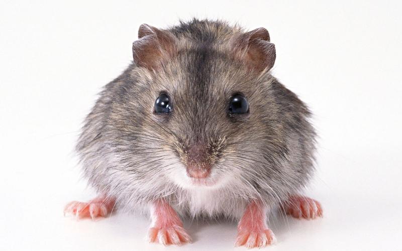 吃得少身体越好,吃得少就健康