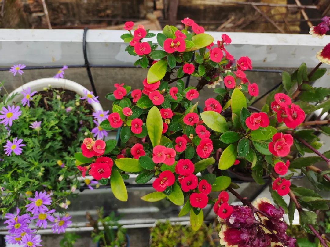 刚刚购买过来植物要怎样养,刚买的盆栽