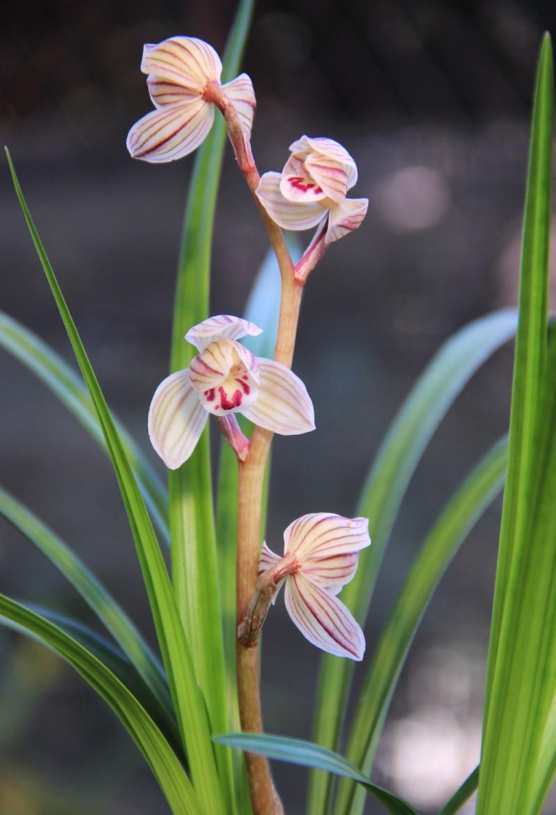 开花最香的传统兰花品种,兰花既花大又花香的品种