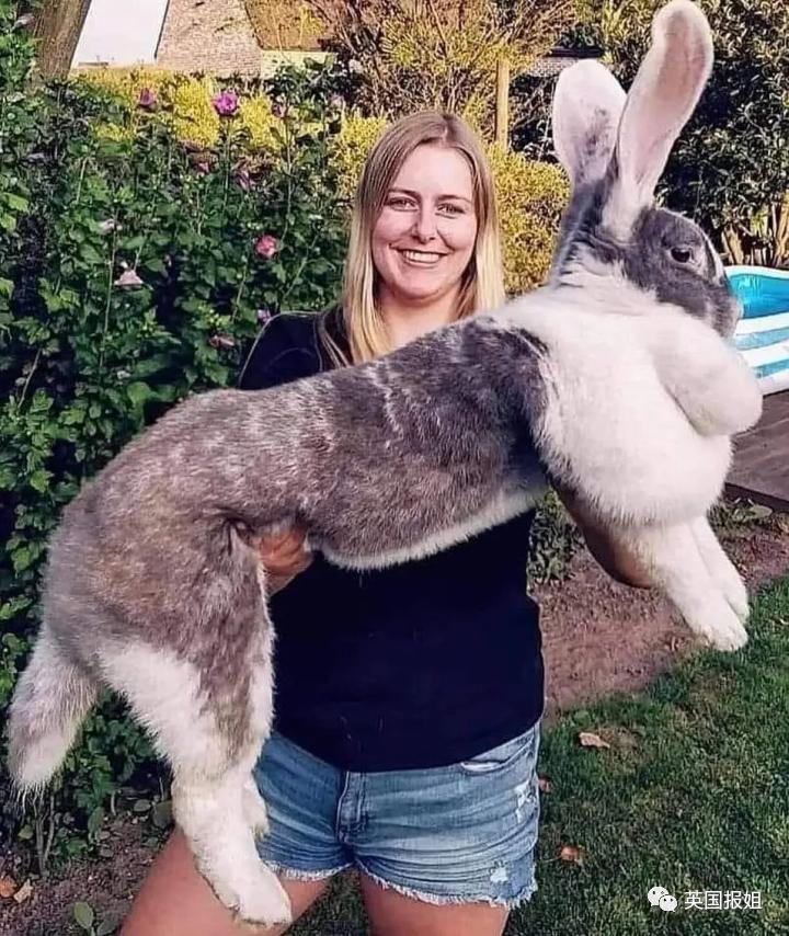 你知道世界上最大的兔子有多大吗,世界上最大的兔子吉尼斯纪录