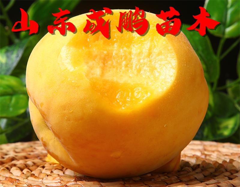 好品质大树苗批发,软石榴树苗哪里买