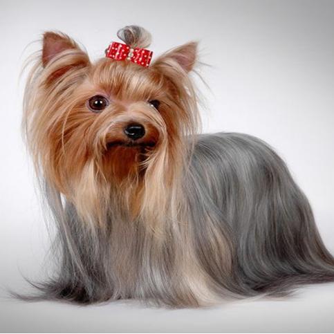 小型犬磨牙玩具,俄罗斯玩具犬多少钱