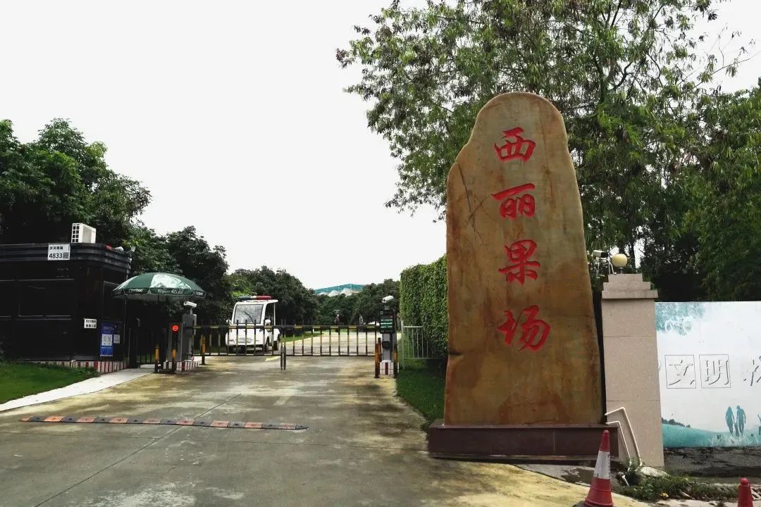 南山荔枝最新消息,南山荔枝下来了么